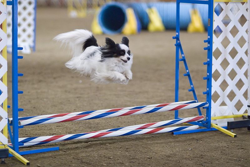 800px-papillon_dog_agility_jump