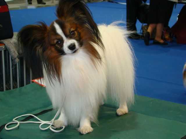 papillon