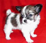 papillon_puppies