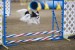 800px-papillon_dog_agility_jump